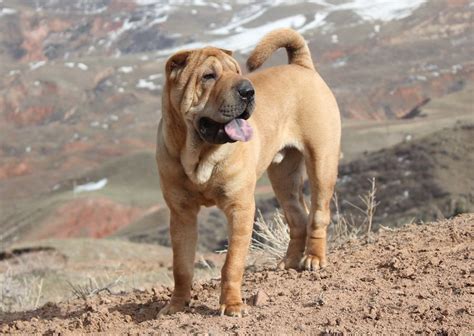 Chinese Shar Pei Breed Information And Images K9rl