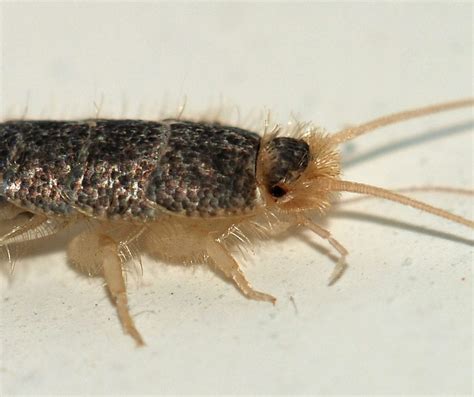 Galway Has Irelands Third Highest Level Of Silverfish Infestations