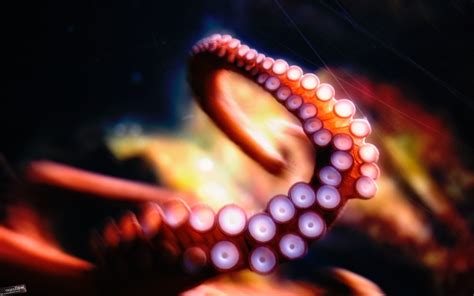 1920x1440 Octopus 1920x1440 Resolution Hd 4k Wallpapers Images