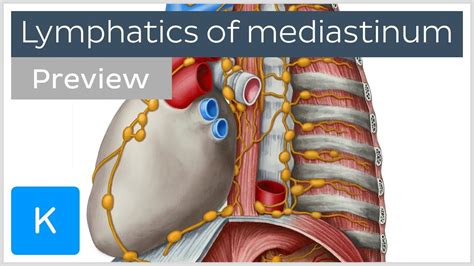 Lymph Nodes And Vessels Of The Mediastinum Preview Human Anatomy