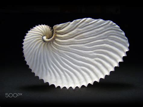 Paper Nautilus Argonauta Argo By Michael Spengler Photo 115767855