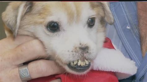 Stray Dog Born Without Nose Looking For Home