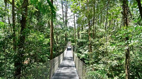 Tropical Rainforests And Manuel Antonio Adventuresmith