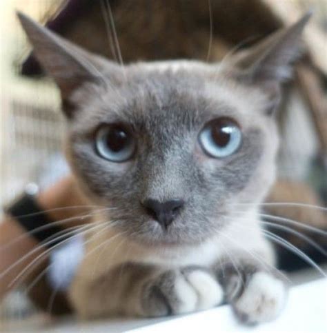 Charity Domestic Short Hair Siamese Cat For Adoption In Redwood City