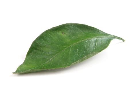 Leaf Pictures wallpaper | 1024x768 | #55209