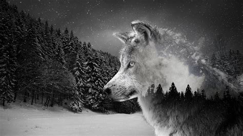 Topo 90 Imagem Wolf Bilder Hintergrund Vn