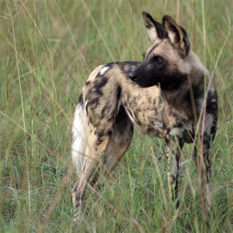 African Wild Dog Lycaon Pictus Lagoon Camp Botswana Flickr