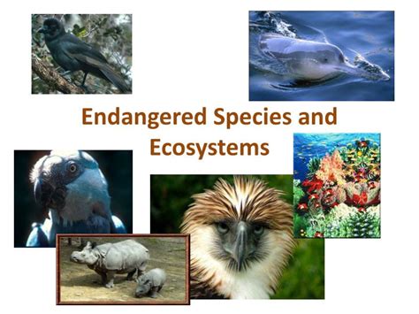 Ppt Endangered Species And Ecosystems Powerpoint Presentation Free