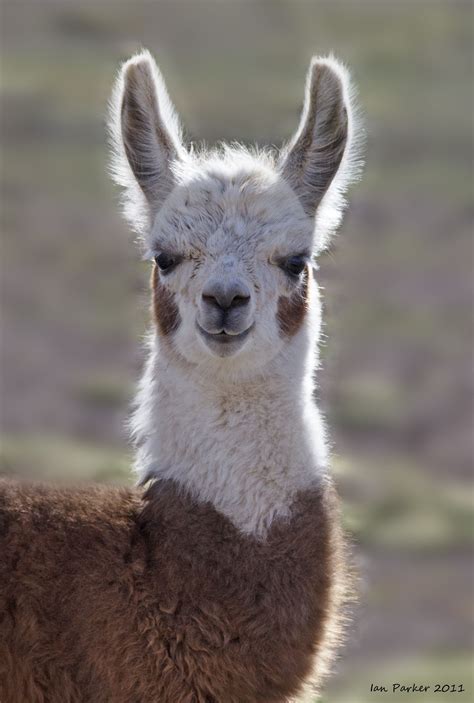 Pin By Pinner On Animals Llama Pictures Llama Cute Llama