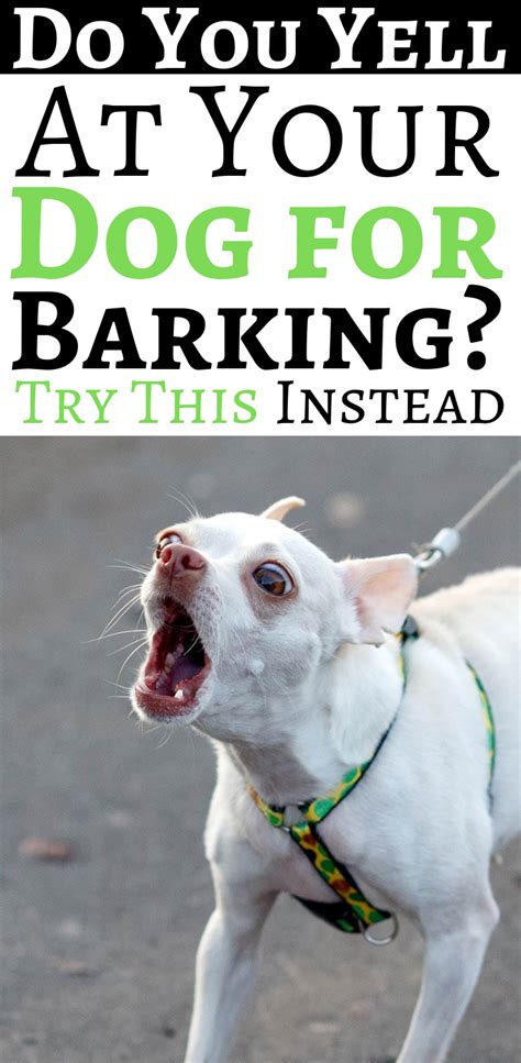 How To Stop Your Dog From Barking At Everything Dog Care Dog Barking