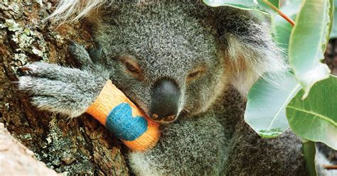 Helping Our Precious Koalas — Santos Organics