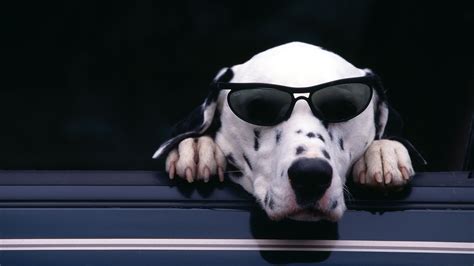 White Dog With Black Sunglasses Photography Hd Wallpaper Wallpaper Flare