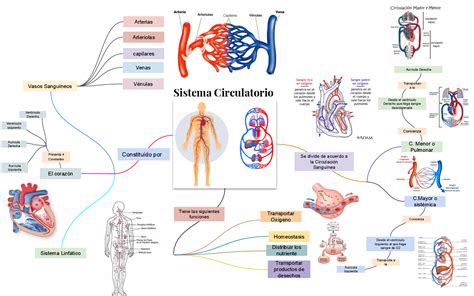 Mapa Conceptual Del Sistema Circulatorio En El Cuerpo Humano Pics The