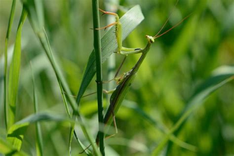 European Mantis Facts Pictures And In Depth Information