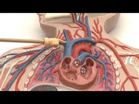 Blood vessels were labeled using qtracker (red). Blood Vessel Model - YouTube