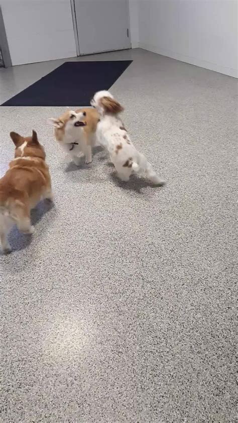 Pet care is located at united states, shoreline, 16013 12th ave ne. Enjoying some indoor play! - Louie, Ryan... - Companions ...