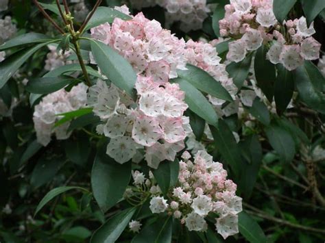 When Do Rhododendrons Bloom In The Smokies Wildlife Informer