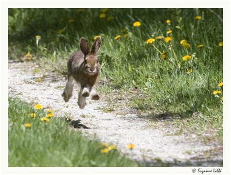 Running Rabbit Fluffy Bunny Animals Bunny