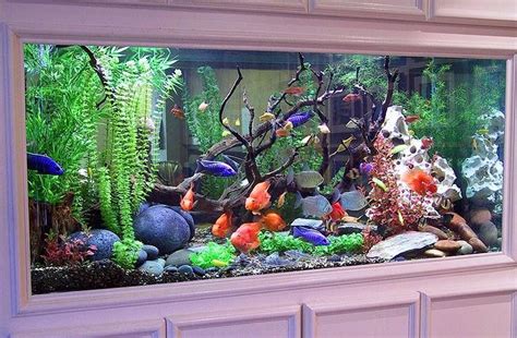 Types of freshwater aquarium crabs. THE most beautiful fresh water tank I've ever seen! | Fish ...