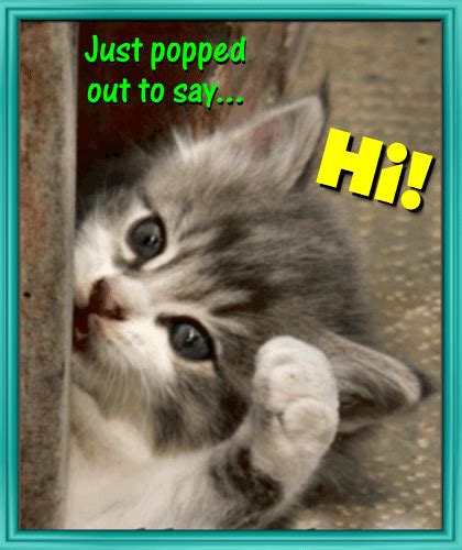 A Cute Kitty Says Hi Free Hi Hello Ecards Greeting Cards 123 Greetings