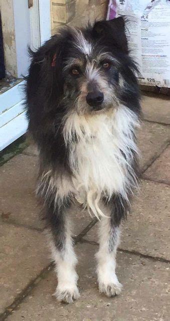 Sudden 2 Year Old Male Bearded Collie Cross Available For Adoption
