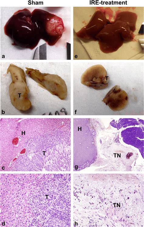 Gross Pathologic Sectioned Specimen Of The Ablated Murine Liver