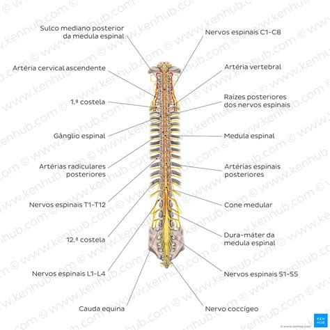 Cone Medular E Cauda Equina