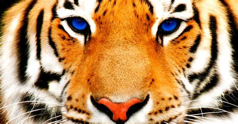 White Bengal Tiger With Blue Eyes Wallpaper Amazing Wallpapers