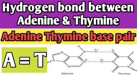 Hydrogen Bonds Between Thymine And Adenine