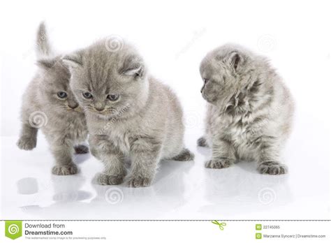 And search more of istock's library of download this inquisitive cat photo now. Cute kittens playing stock image. Image of three ...