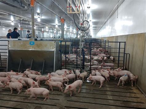 Modern Pig Factory Farming Does Reality Line Up With Your View