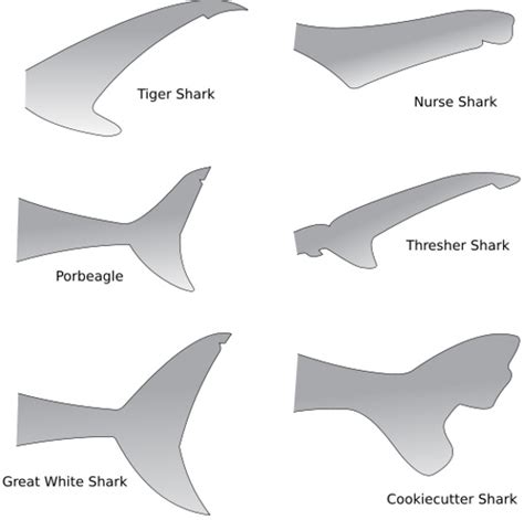 Shark Anatomy Facts From The Outside In Shark Sider