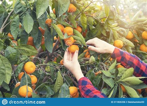 Farmer Woman Harvesting Tangerines In An Mandarin Tree Stock Photo