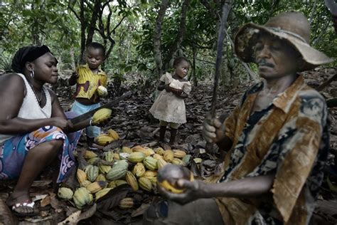 How To Ensure A Living Income For Cocoa Farmers Circl