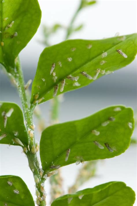 Asian Citrus Psyllid Is A Tiny Parasite That Affects Citrus Trees