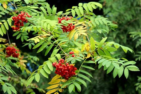 15 Trees With Red Berries You Could Plant Gardening Channel