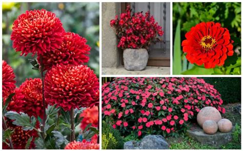 10 Stunning Red Annuals To Beautify Your Garden 2023