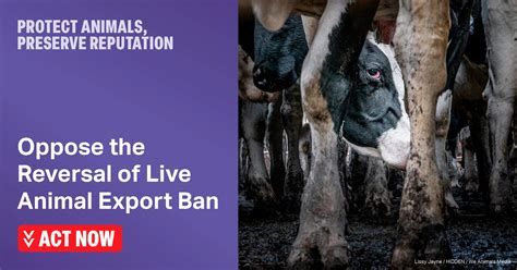 Preserve Live Export Ban For Animal Welfare And Reputation