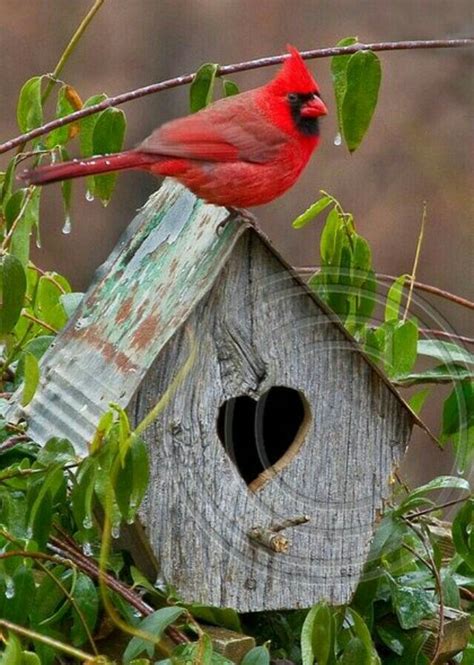 Male Cardinal Perched On A Handmade Birdhouse Cardinals Beautiful