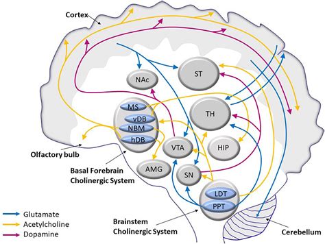 Frontiers The Biology And Pathobiology Of Glutamatergic Cholinergic