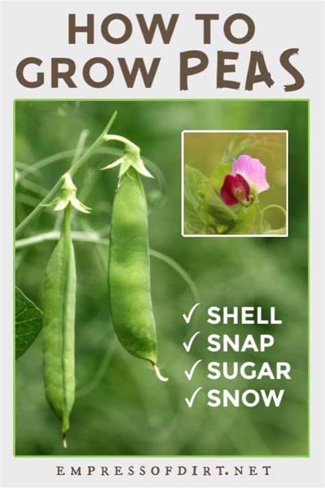 How To Grow Peas Shell Snap Sugar Snow Empress Of Dirt