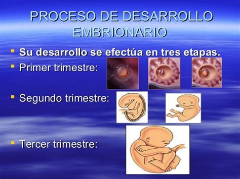 Proceso De Desarrollo Embrionario