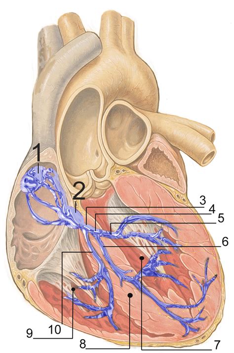 Electrical Conduction System Of The Heart Wikiwand
