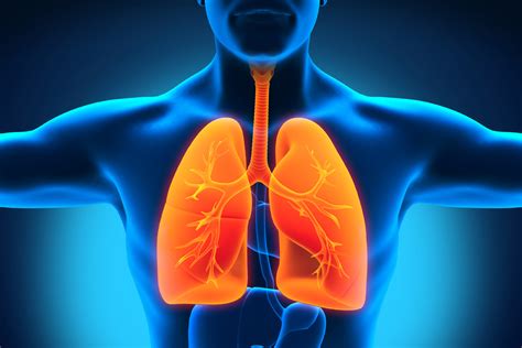 A New Lung Function Has Been Found Lungs Make Blood Industry Tap