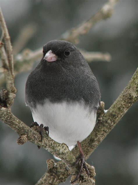 South Burlington Birds Dark Eyed Junco Photos Litter With A Story To