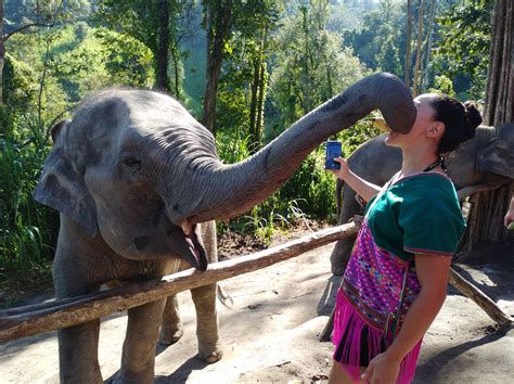 Chiang Mai Elephant Sanctuary Half Day Chiang Mai Tours