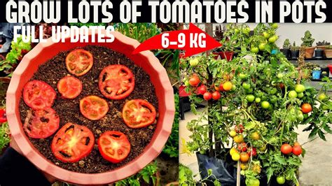 How To Grow Tomatoes At Home Seed To Harvest