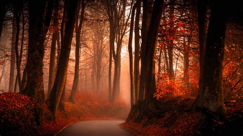 Autumn Forest Wallpapers Hd Wallpapers Id 19096