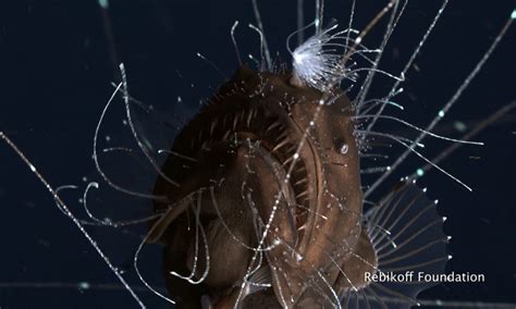 Rare Deep Sea Anglerfish Filmed Mating For The First Time Ever