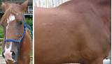 Home Remedies For Sweet Itch In Horses Photos